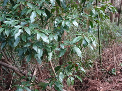 Aucuba japonica
