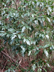 Aucuba japonica