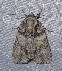 Acronicta ovata
