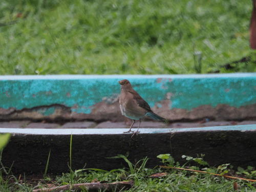 Ecuadorian Thrush (Turdus maculirostris), photo 4