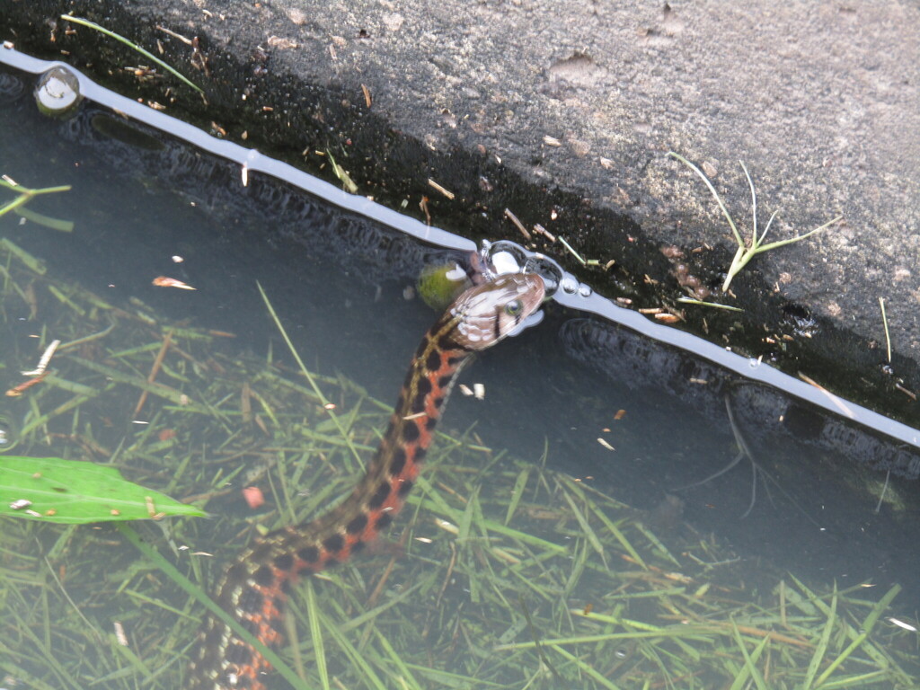 Javanese Keelback Water snake (Fowlea melanzostus)