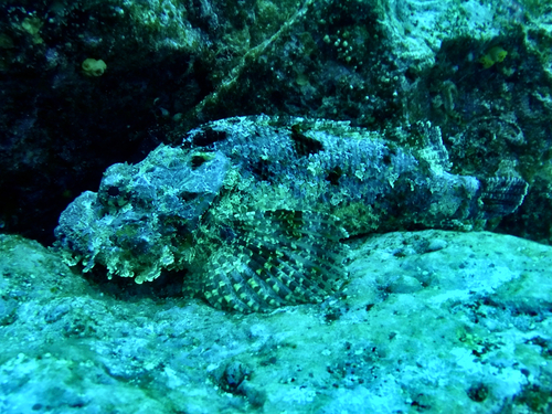 Pacific spotted scorpionfish (Scorpaena mystes) — Scorpaenidae — 5