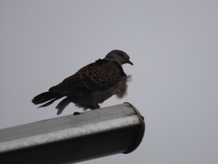 Streptopelia orientalis orii