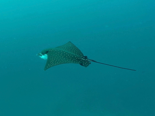 Aetobatus ocellatus