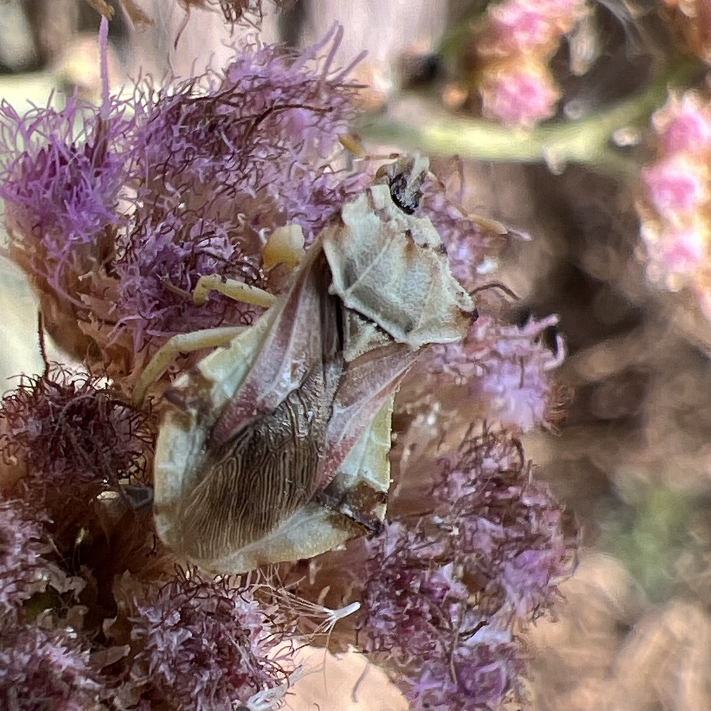 Phymata chilensis chilensis