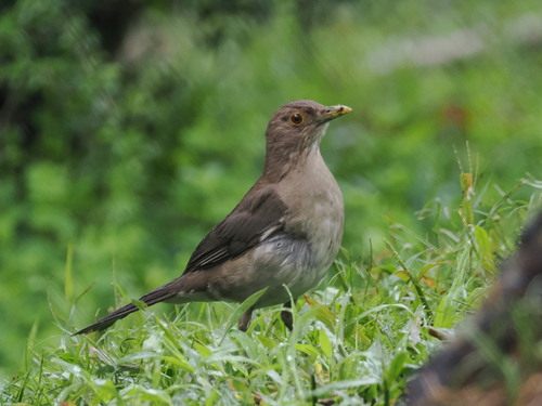 Ecuadorian Thrush (Turdus maculirostris), photo 5