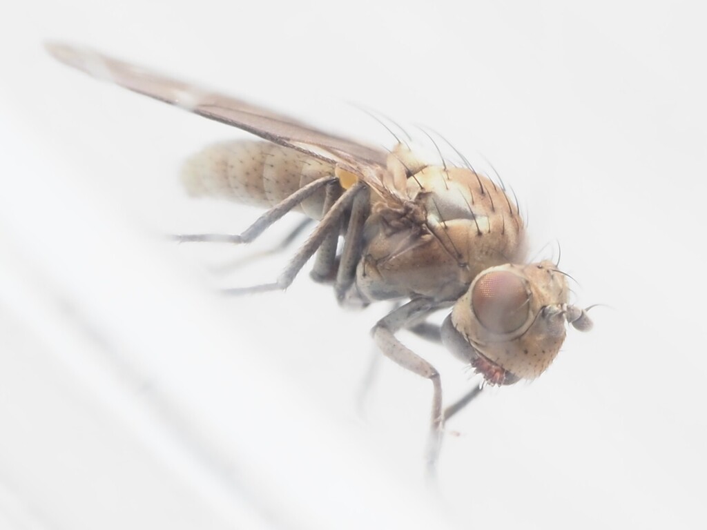Scatella subguttata
