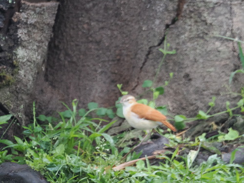 Pale-legged Hornero (Furnarius leucopus), photo 5