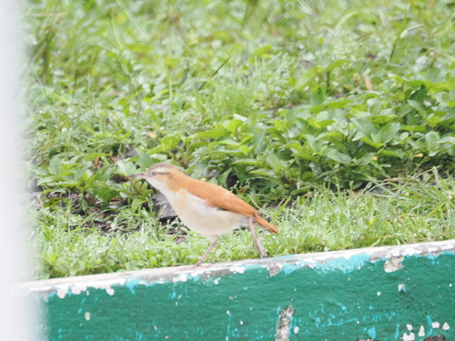 Pale-legged Hornero (Furnarius leucopus), photo 6