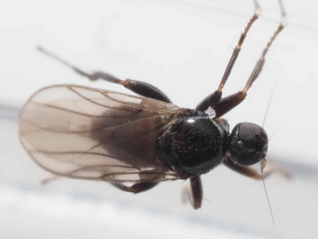 Crossopalpus humilis