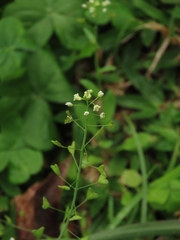 Capsella bursa-pastoris