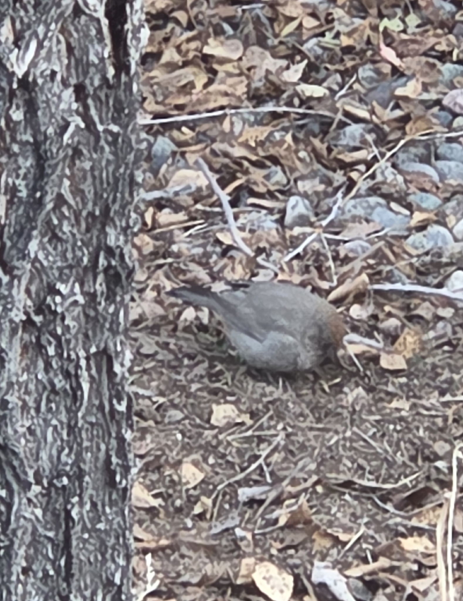 Canyon Towhee (Melozone fusca), photo 5