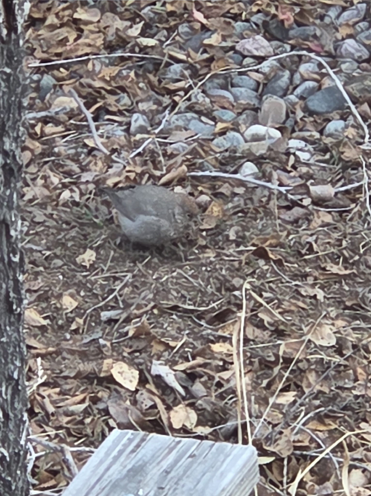 Canyon Towhee (Melozone fusca), photo 6