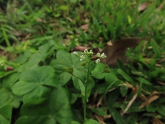 Capsella bursa-pastoris