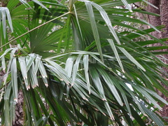 Trachycarpus fortunei