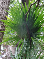 Trachycarpus fortunei
