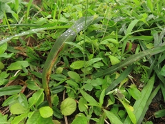 Capsella bursa-pastoris
