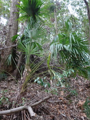 Trachycarpus fortunei