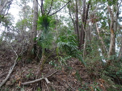 Trachycarpus fortunei