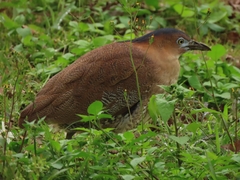 Gorsachius melanolophus