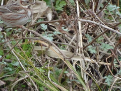 Emberiza rustica