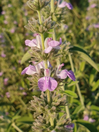 Image of Anisomeles malabarica by (c) Aravinth, some rights reserved (CC BY)