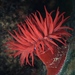 Atlantic Beadlet Anemone - Photo (c) Stefan, some rights reserved (CC BY-NC), uploaded by Stefan