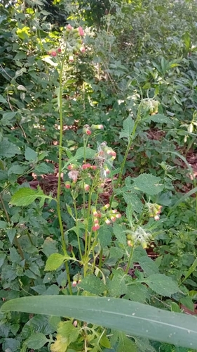 redflower ragleaf