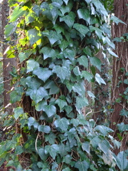 Hedera helix