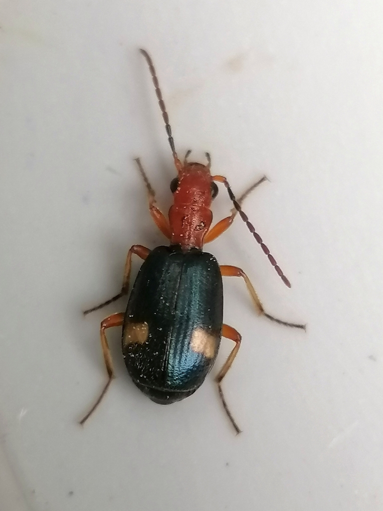 Brachinus bipustulatus
