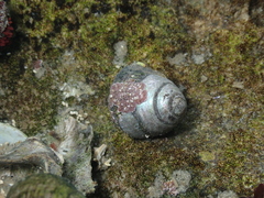 Steromphala cineraria