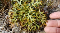 Aciphylla hookeri