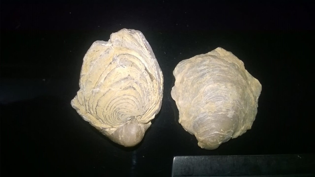 Gryphaeostreinae