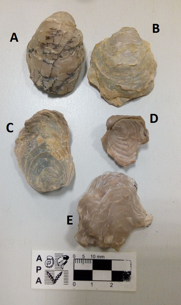 Gryphaeostrea