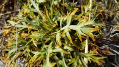 Aciphylla hookeri