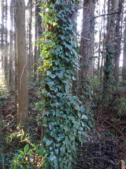 Hedera helix