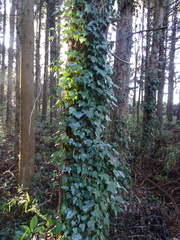 Hedera helix