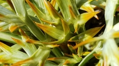 Aciphylla hookeri