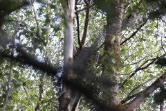 Accipiter brevipes