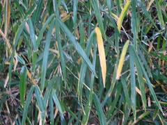 Bambusoideae