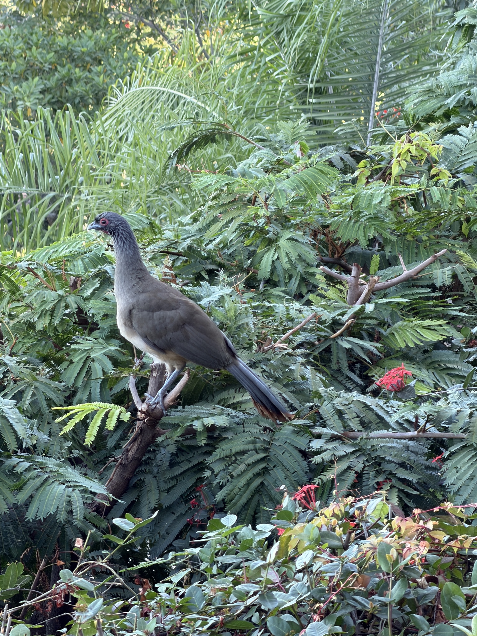 West Mexican Chachalaca (Ortalis poliocephala), photo 4