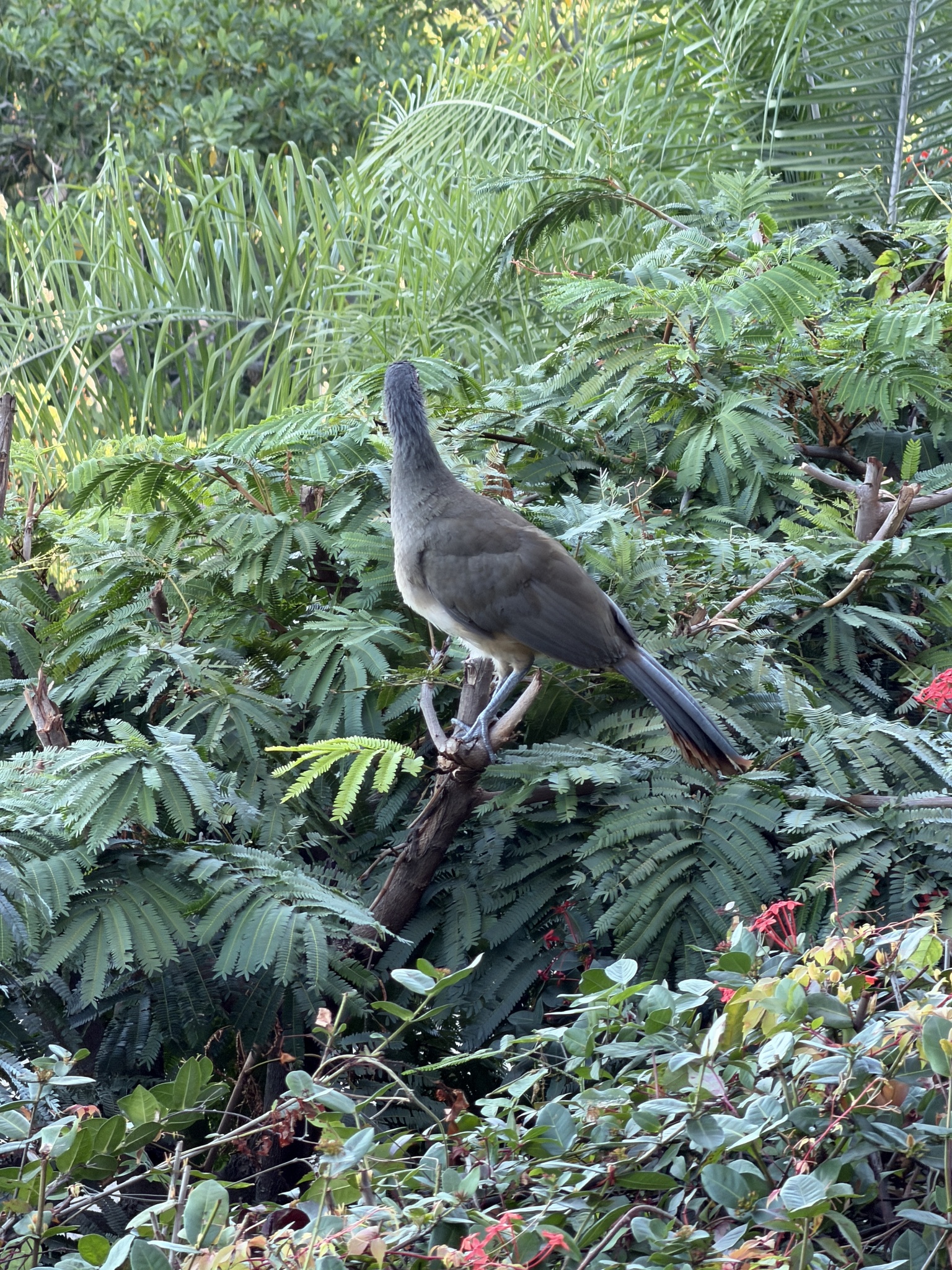 West Mexican Chachalaca (Ortalis poliocephala), photo 5