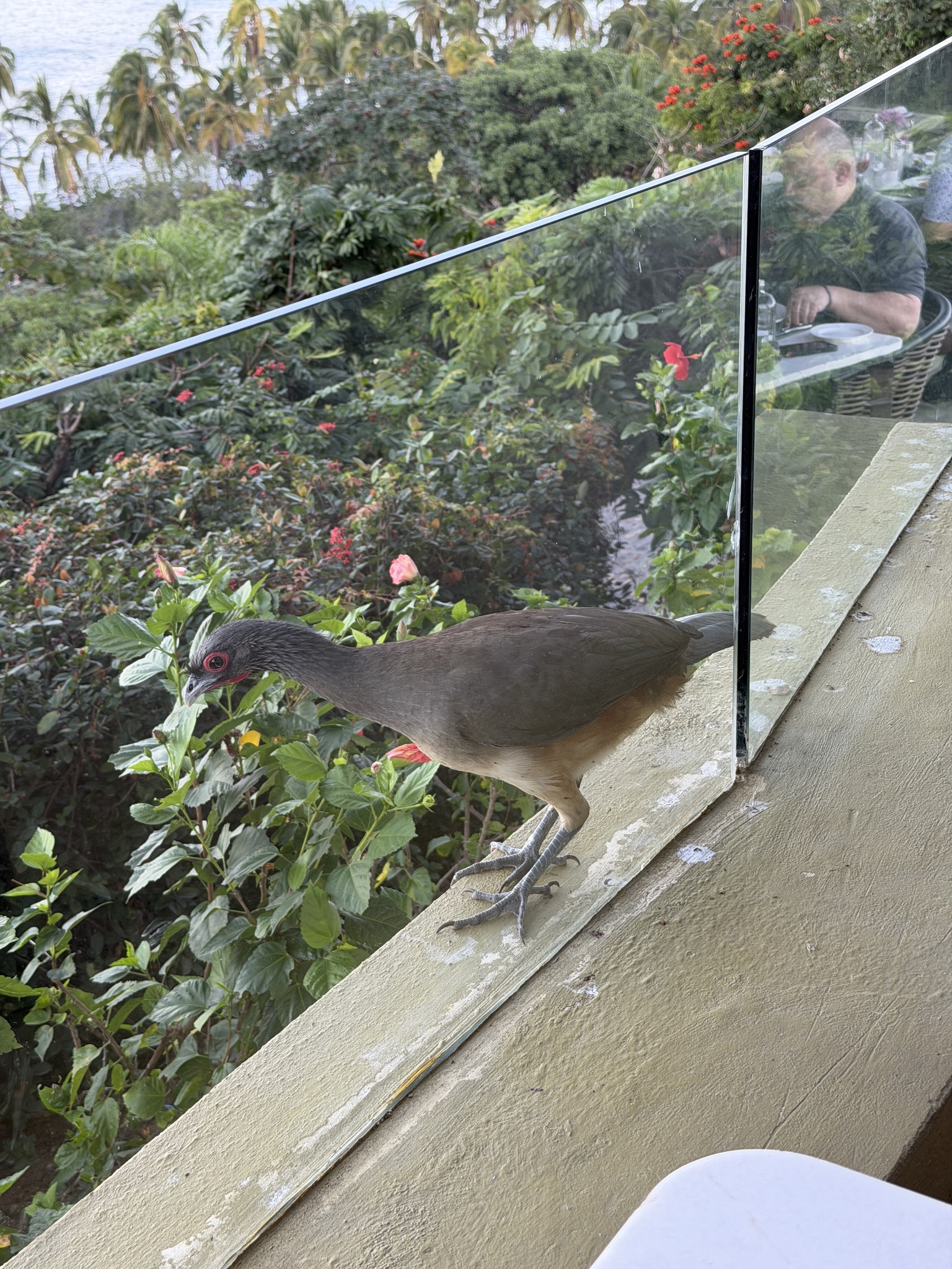 West Mexican Chachalaca (Ortalis poliocephala), photo 6