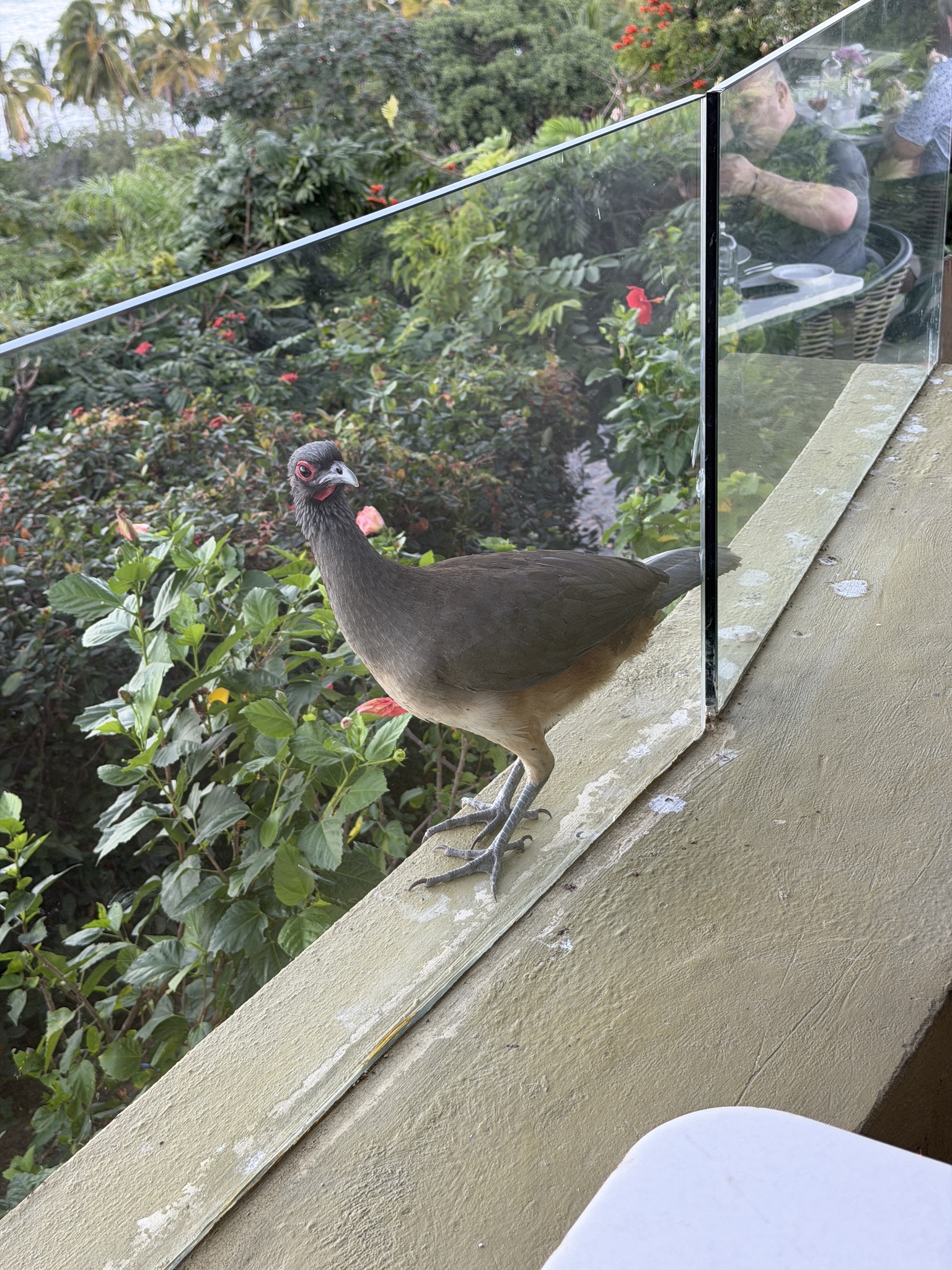 West Mexican Chachalaca (Ortalis poliocephala), photo 7