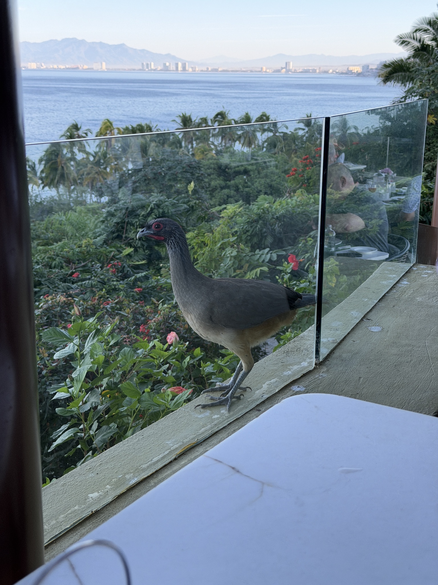 West Mexican Chachalaca (Ortalis poliocephala), photo 8