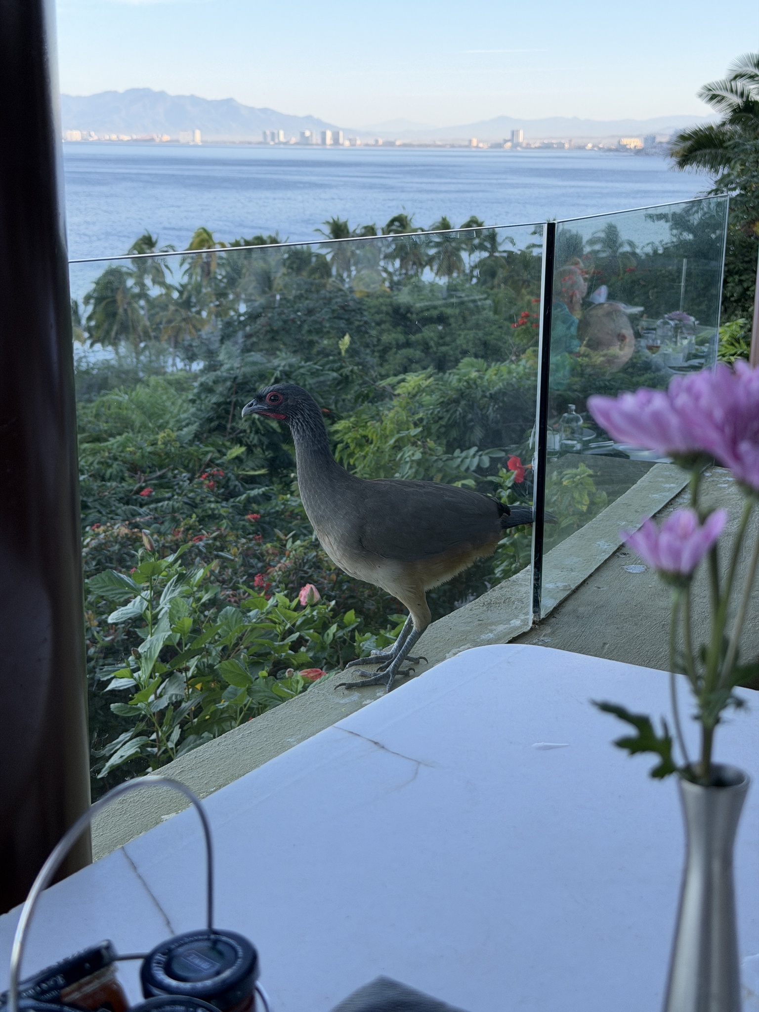 West Mexican Chachalaca (Ortalis poliocephala), photo 9