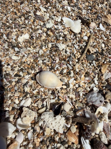 Cypraea siasiensis, 2025-10-26