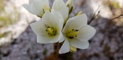 Gentianella montana montana