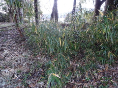 Bambusoideae