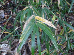 Bambusoideae